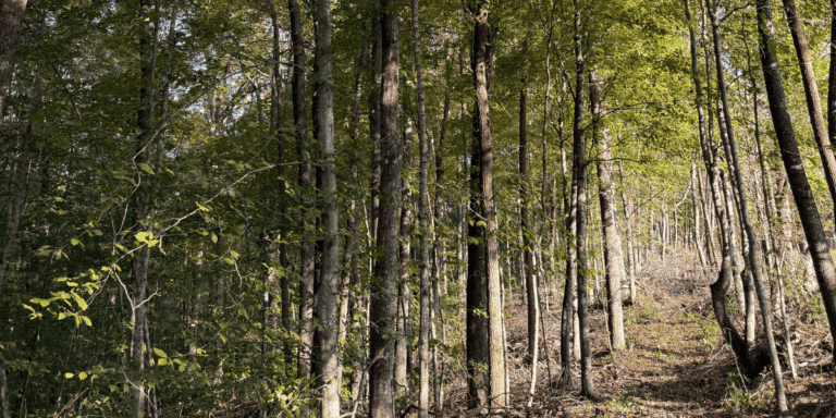 A peaceful forest trail in rural Tennessee during spring, representing the serenity of awe walking.