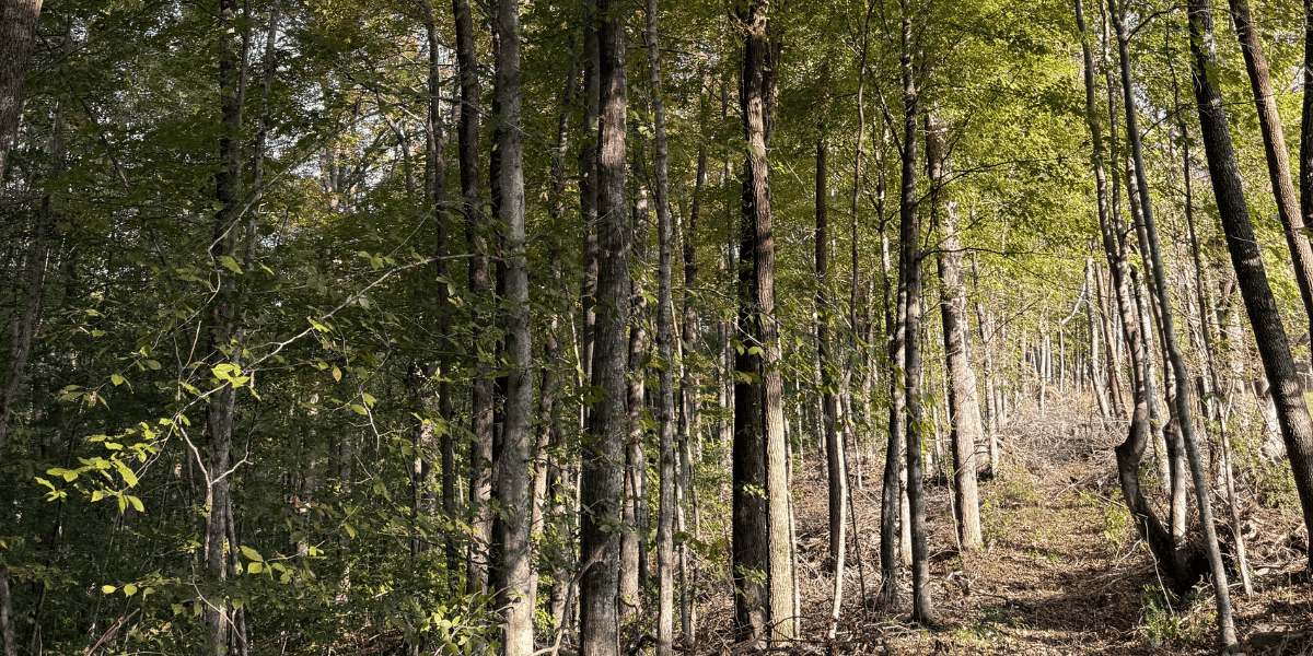 A peaceful forest trail in rural Tennessee during spring, representing the serenity of awe walking.
