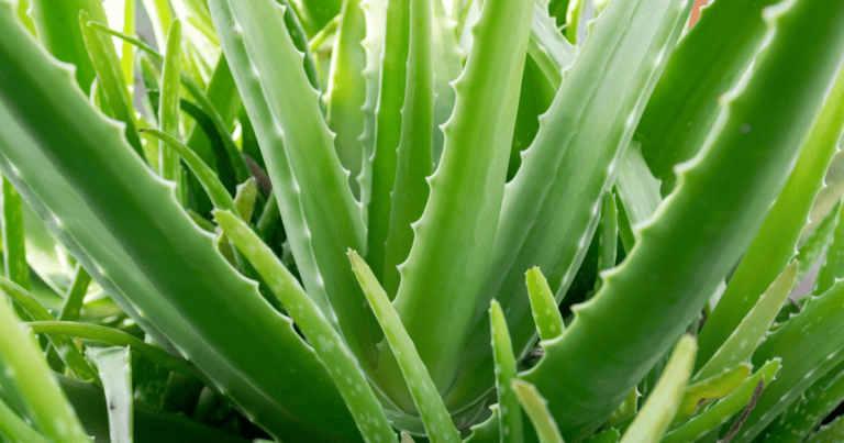 Is Drinking Aloe Vera Actually Good for You? What the Science Says.