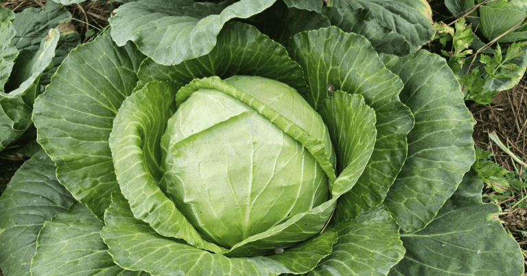Move Over, Kale: Why 2026 is the Year of the Cabbage
