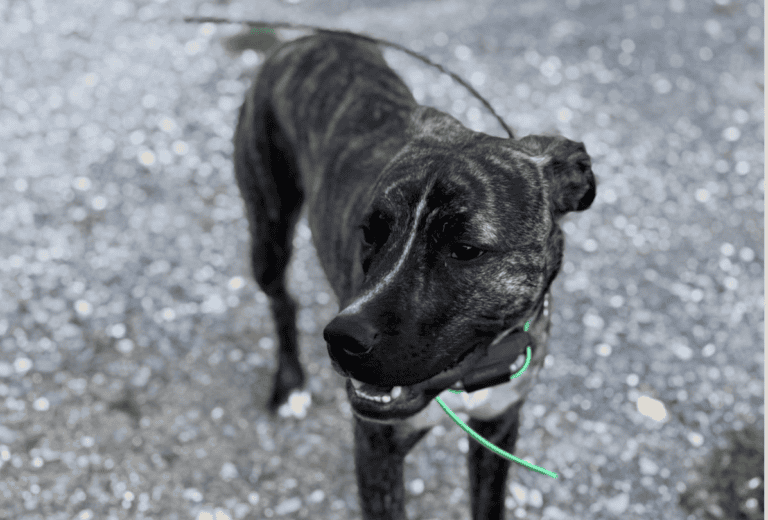 Tracking Dogs and Trends, April 24