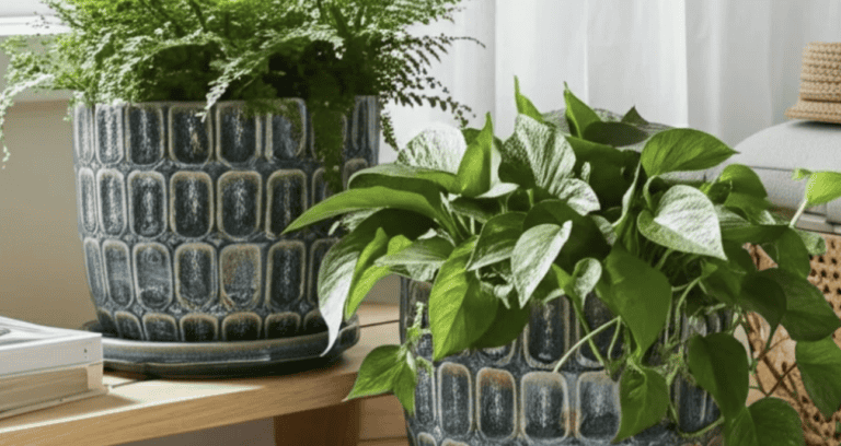 Bringing the Outdoors In for Your Fall Houseplant Refresh